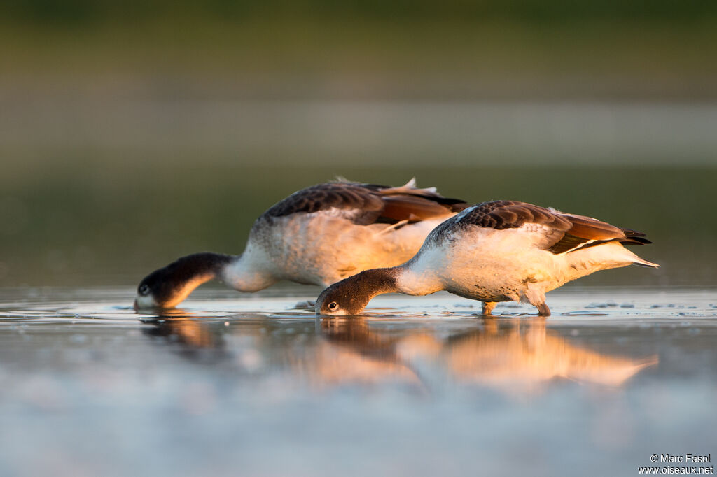 Common Shelduckjuvenile, fishing/hunting