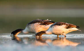 Common Shelduck