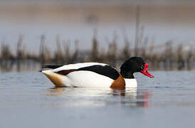 Common Shelduck