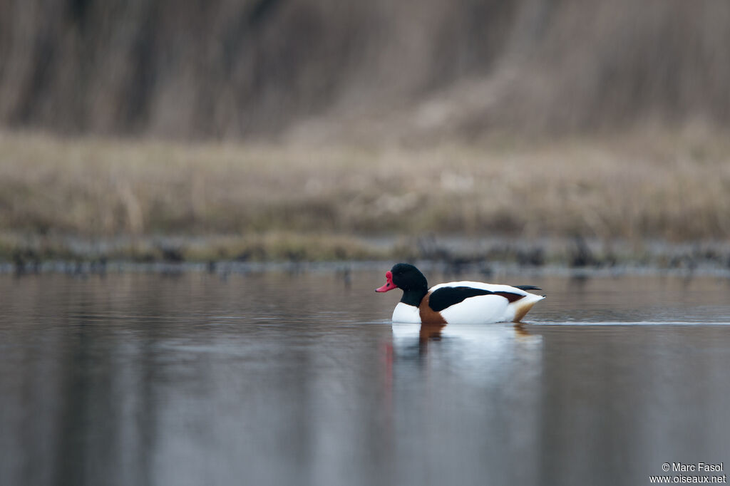 Common Shelduck male adult, identification, swimming