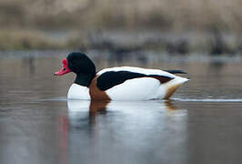 Common Shelduck