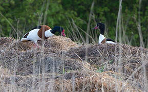 Common Shelduck