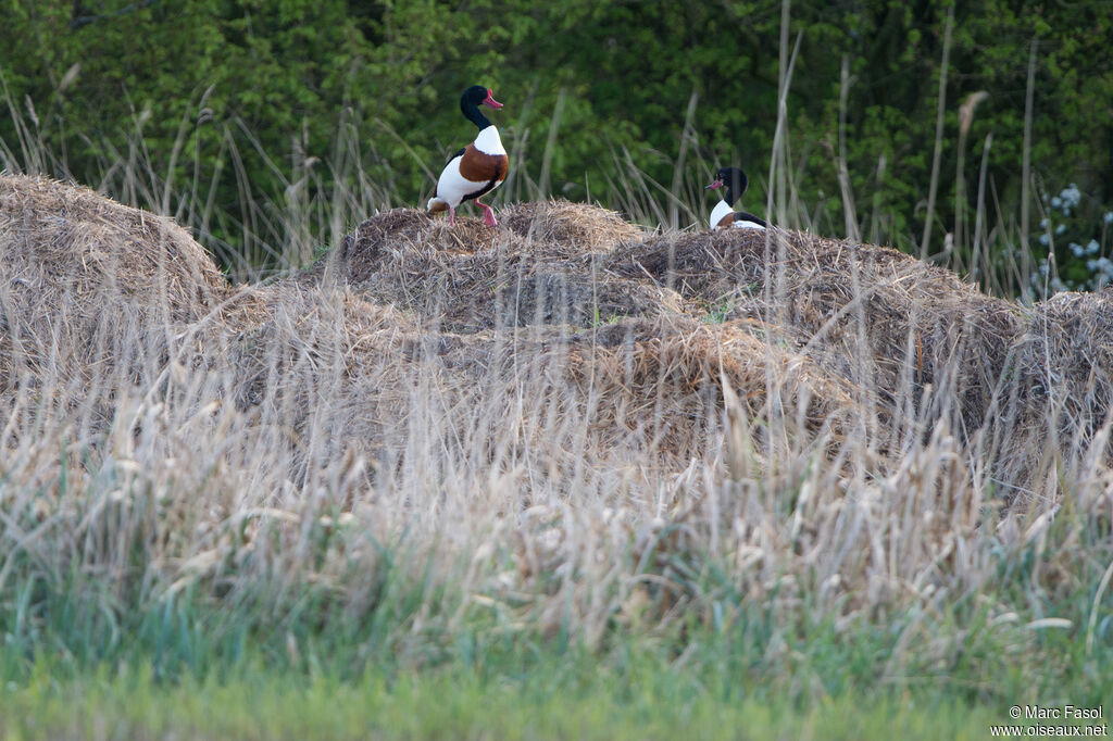 Common Shelduckadult breeding, courting display