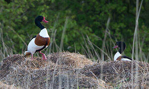 Common Shelduck