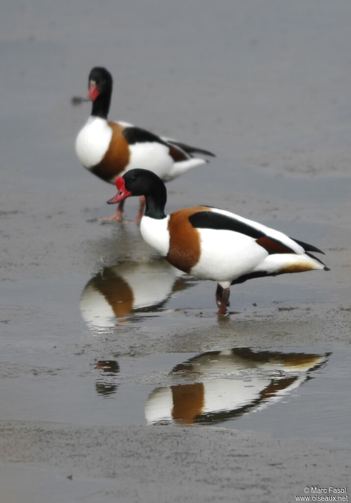 Common Shelduckadult breeding, eats