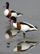 Common Shelduck