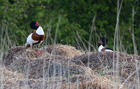 Common Shelduck