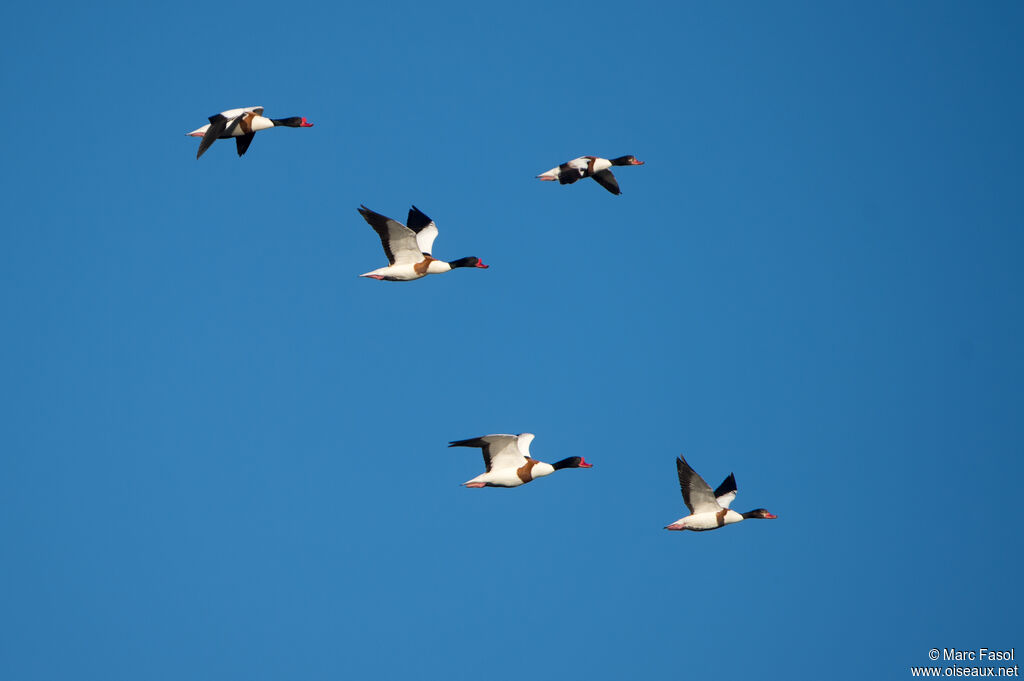 Common Shelduck, Flight