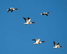 Common Shelduck