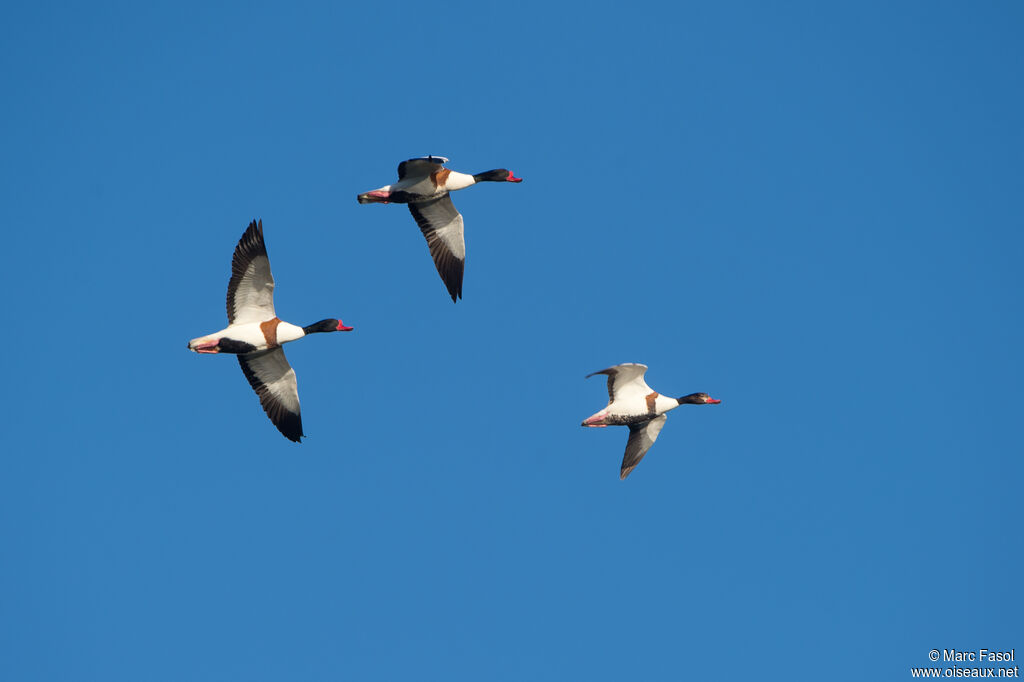 Common Shelduckadult, Flight