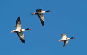 Common Shelduck