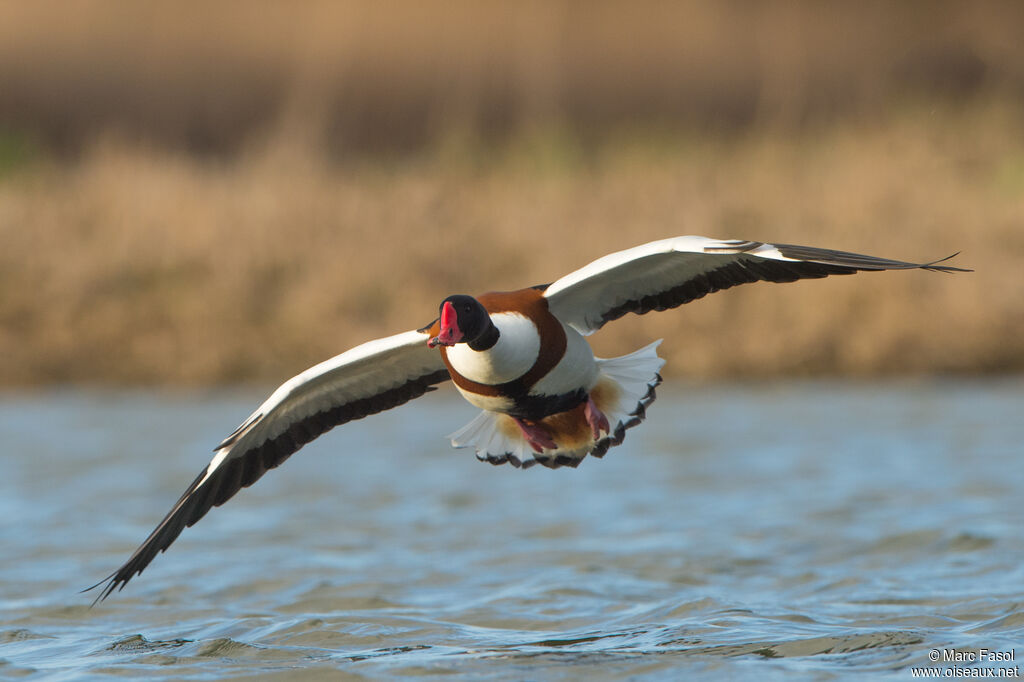 Common Shelduck male, Flight