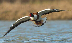 Common Shelduck