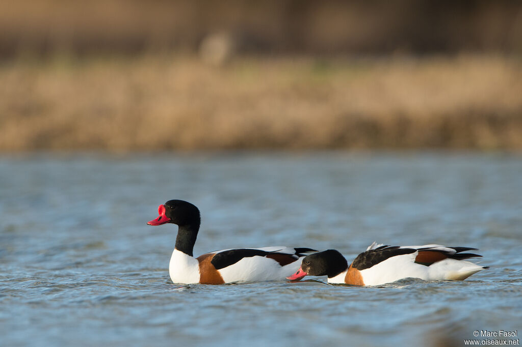 Common Shelduckadult breeding