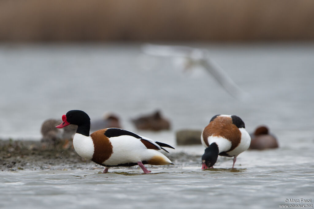 Common Shelduckadult breeding