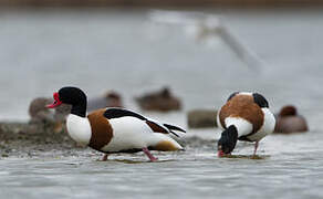 Common Shelduck