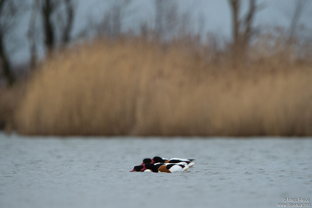 Common Shelduckadult breeding