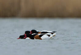 Common Shelduck