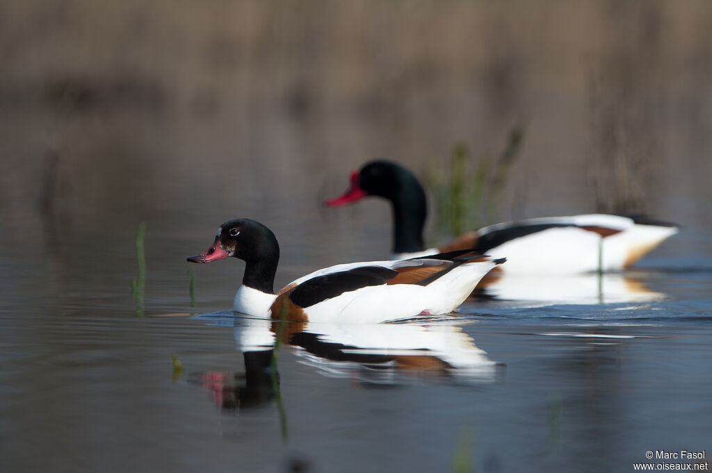 Common Shelduckadult breeding