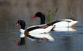 Common Shelduck