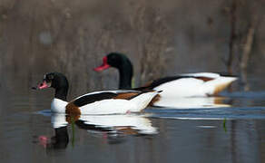 Common Shelduck