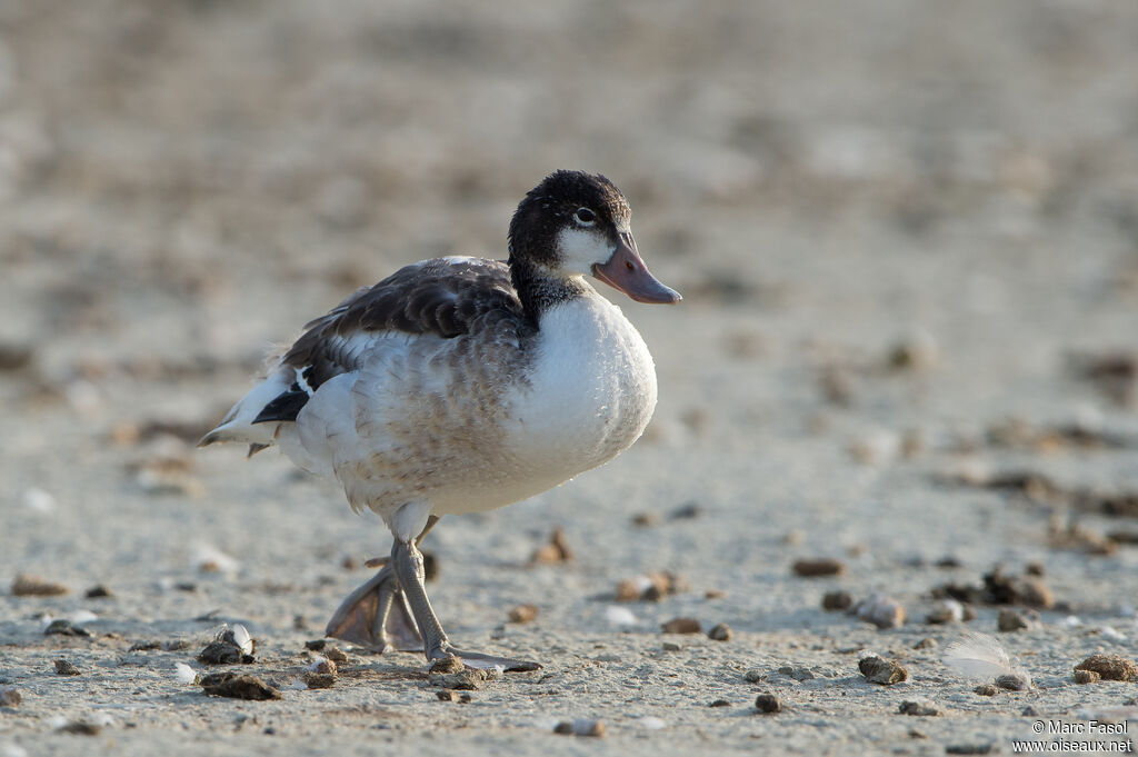 Common Shelduckjuvenile, walking