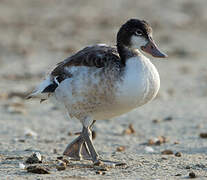 Common Shelduck