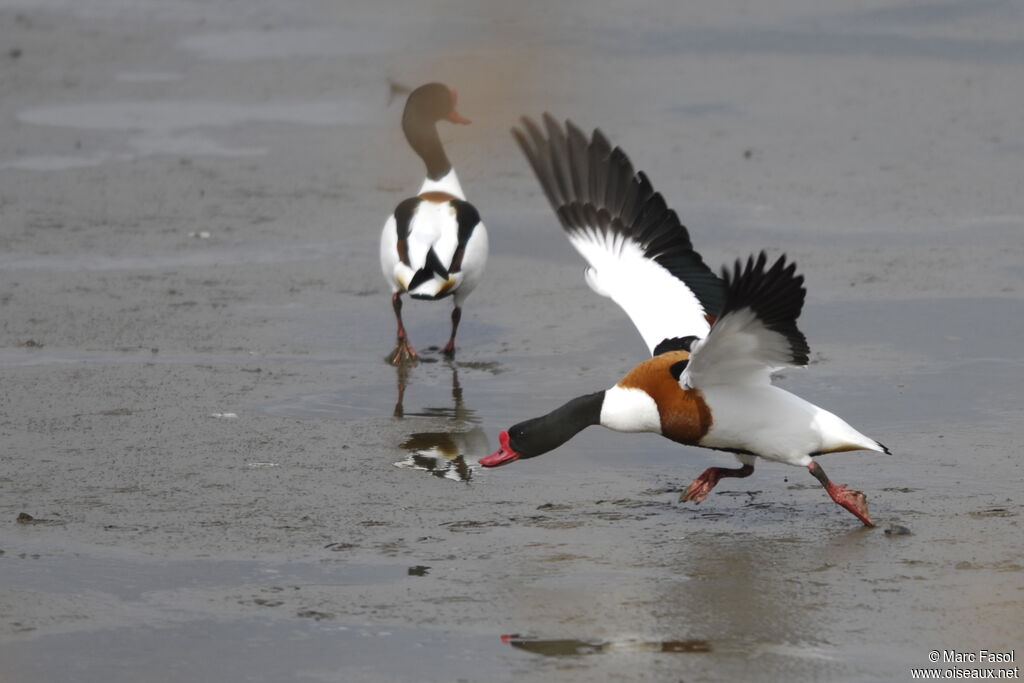 Common Shelduckadult breeding, Behaviour