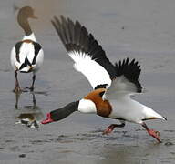 Common Shelduck