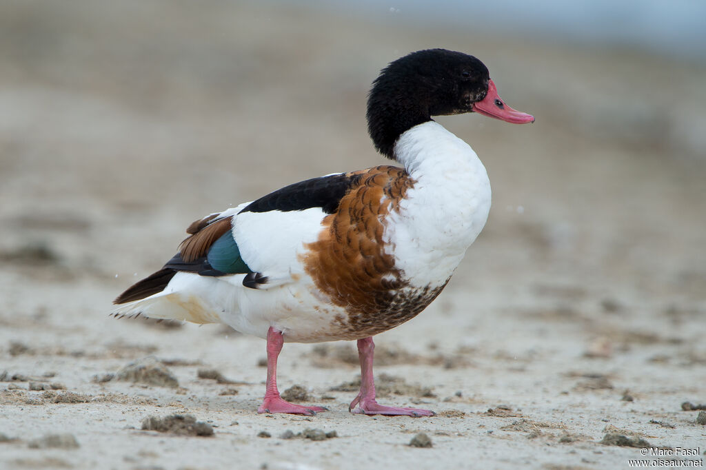 Common Shelduck female adult post breeding, identification