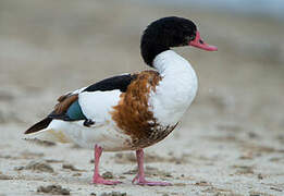 Common Shelduck