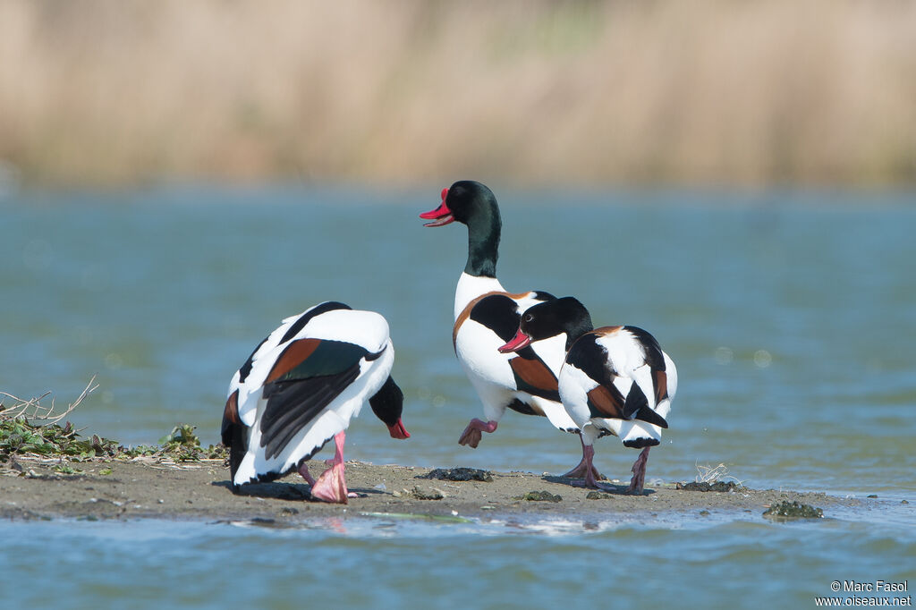 Common Shelduck, Reproduction-nesting