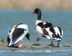 Common Shelduck