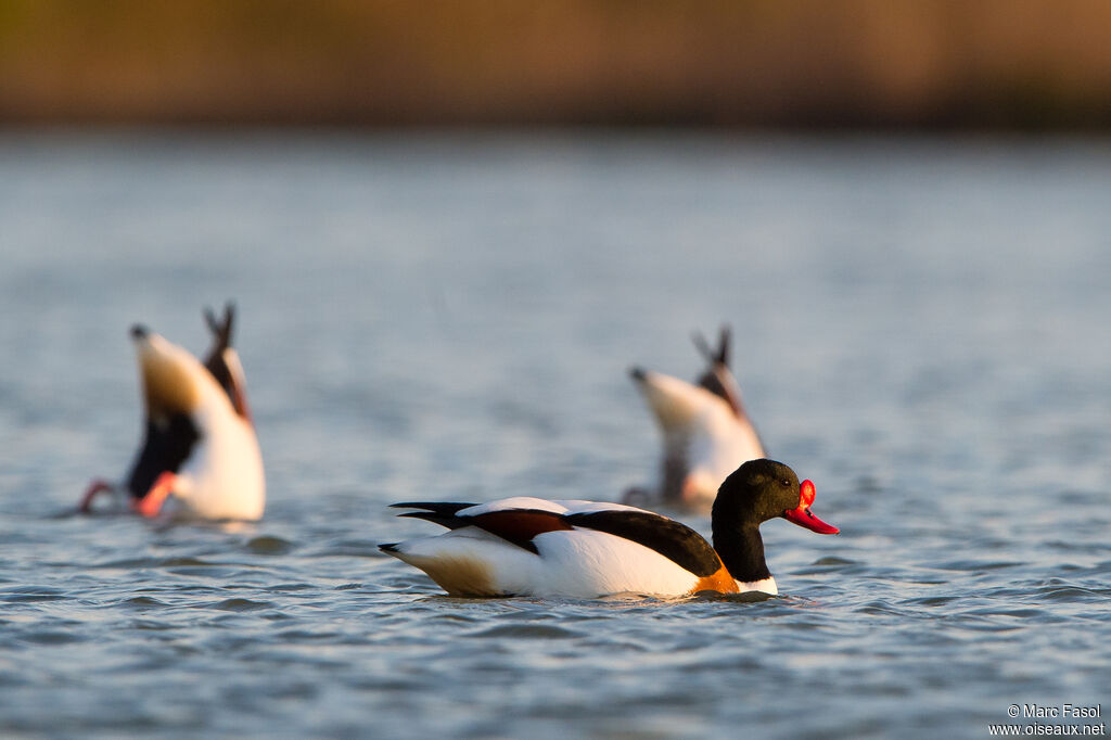 Common Shelduck, fishing/hunting