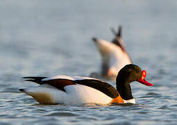 Common Shelduck