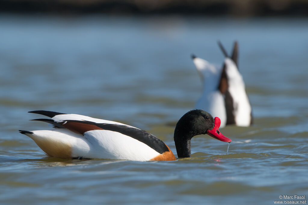 Common Shelduckadult, fishing/hunting