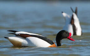 Common Shelduck