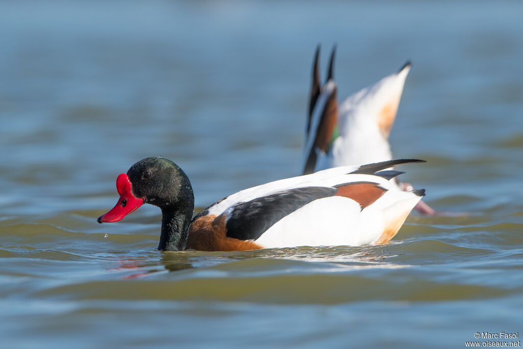 Common Shelduckadult breeding, swimming, fishing/hunting