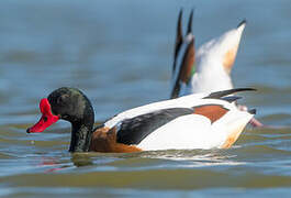 Common Shelduck