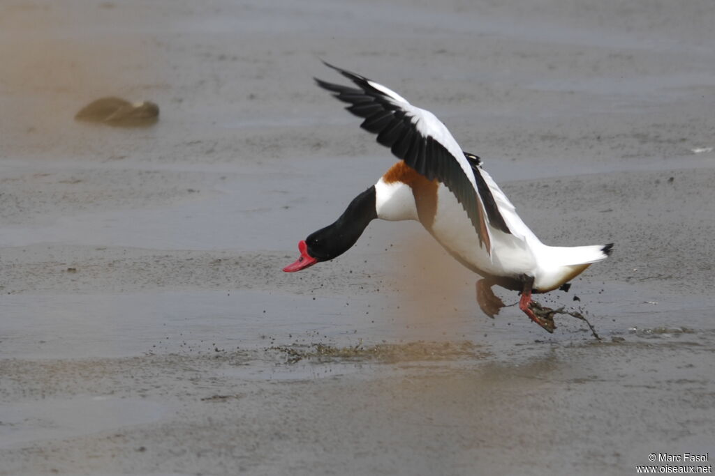 Common Shelduck male, Behaviour