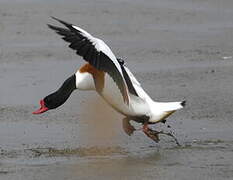 Common Shelduck