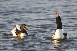 Common Shelduck