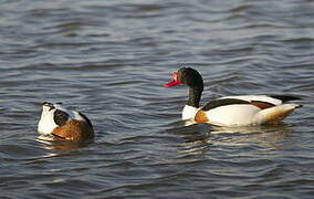 Common Shelduck