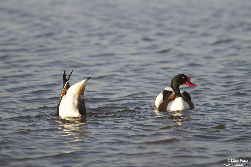 Common Shelduck adult breeding, feeding habits