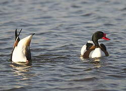 Common Shelduck