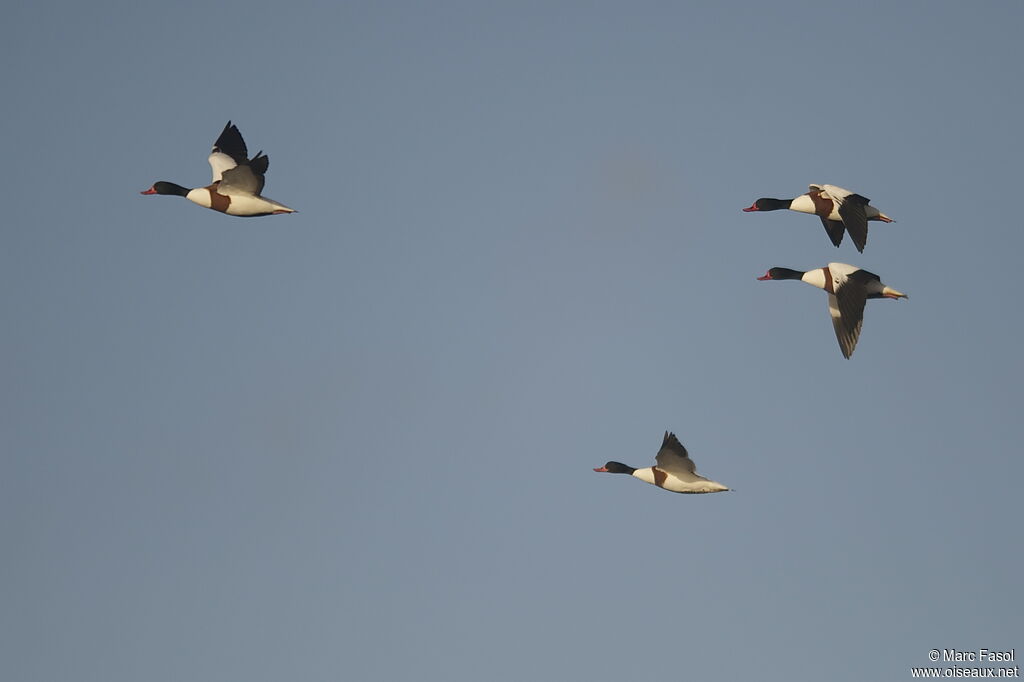 Common Shelduck, Flight