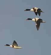 Common Shelduck