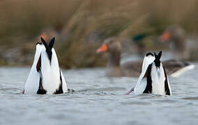 Common Shelduck