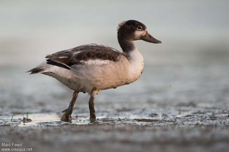 Tadorne de Belonjuvénile, identification