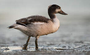 Common Shelduck